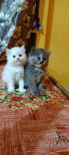 Persian For Sale In Kanpur