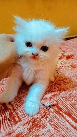 Persian For Sale In Kanpur