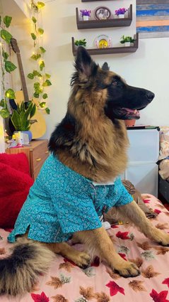 German Shepherd Dogs For Mating In Delhi