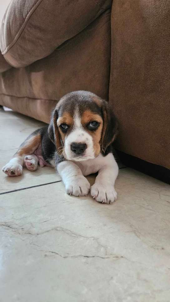 Beagle For Sale In Chennai