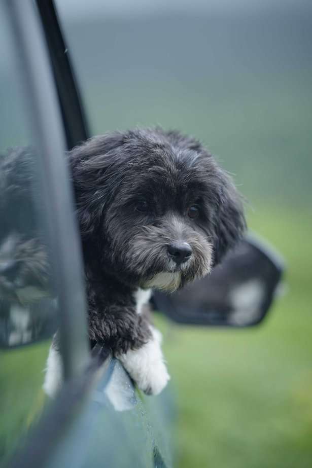 Lhasa Apso Dogs For Mating In Pune