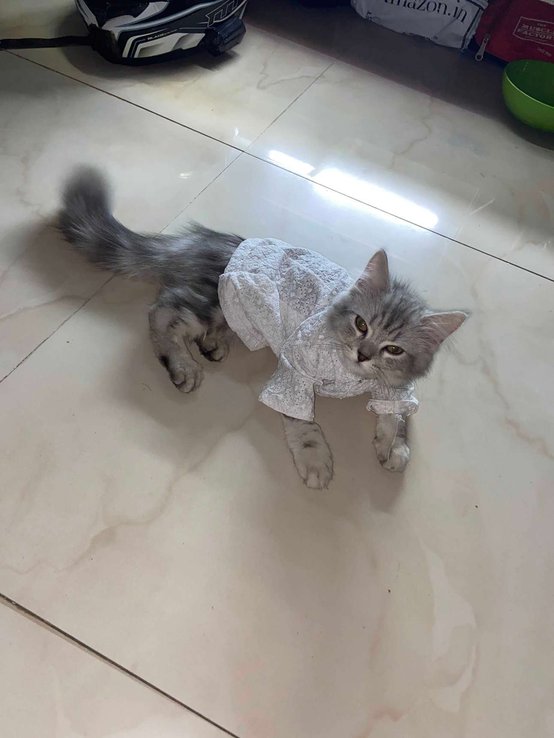 Persian Dogs For Mating In Mumbai