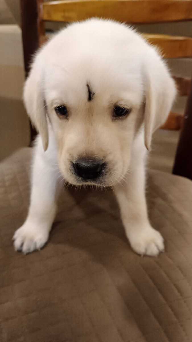 Labrador Retriever For Sale In Noida