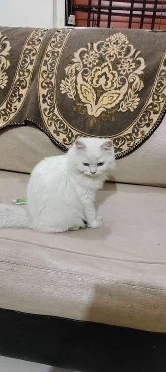 Persian For Sale In Latur