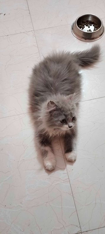 Persian For Sale In Sholapur