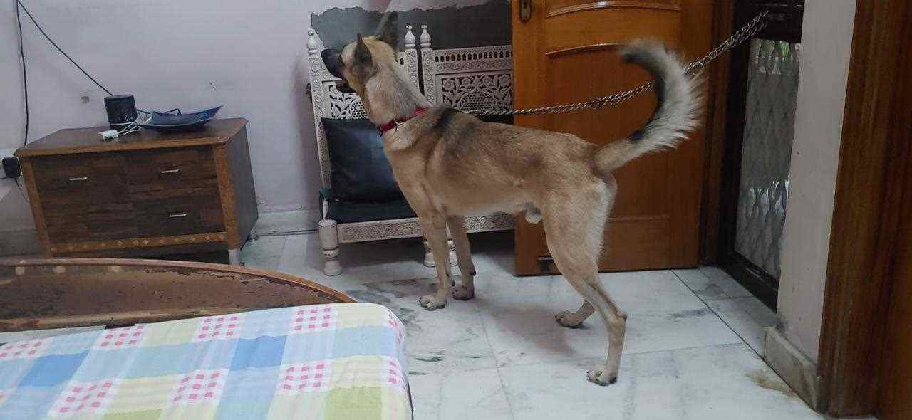 German Shepherd For Adoption In Panipat