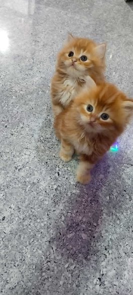 Persian For Sale In Aurangabad MH