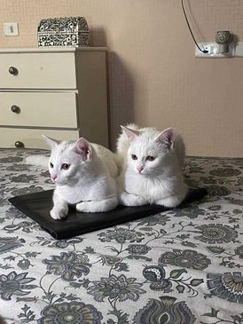 Persian For Adoption In Delhi