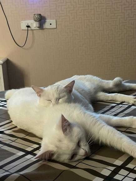 Persian For Adoption In Delhi