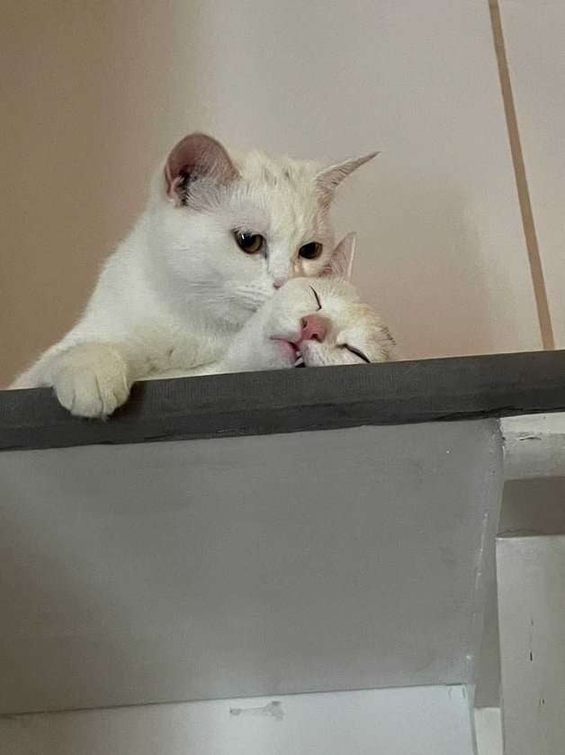 Persian For Adoption In Delhi