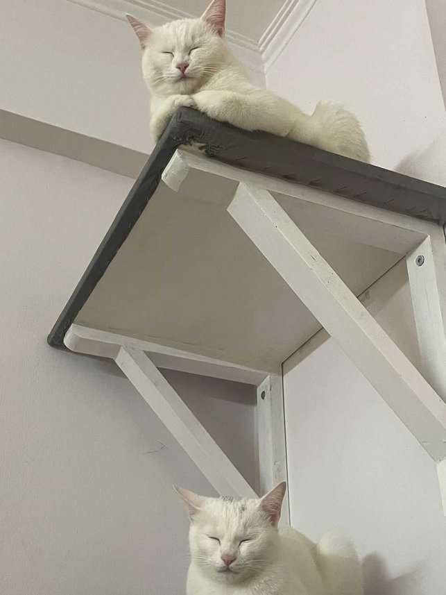 Persian For Adoption In Delhi