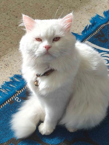 Persian Dogs For Mating In Mumbai