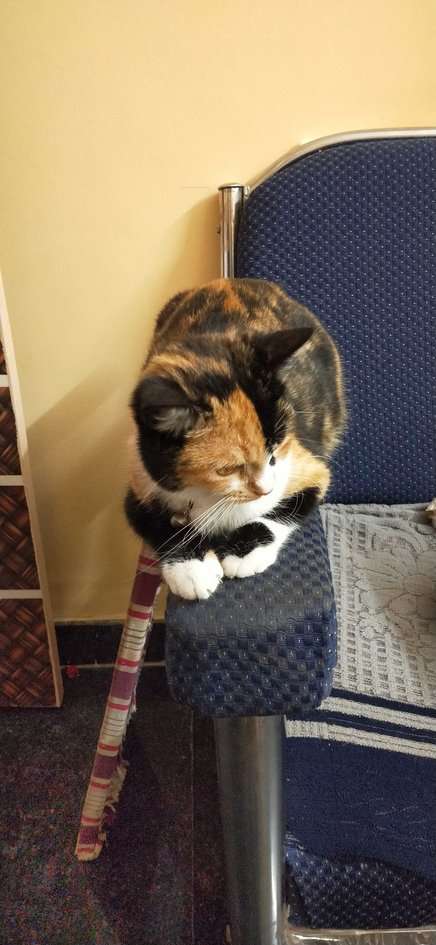 Calico For Sale In Bangalore