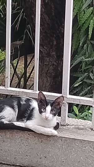 Indian Breed For Adoption In Delhi