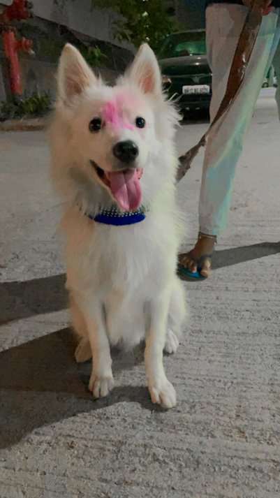 Indian Spitz Dogs For Mating In Pune
