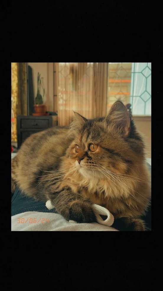 Siberian For Sale In Bangalore