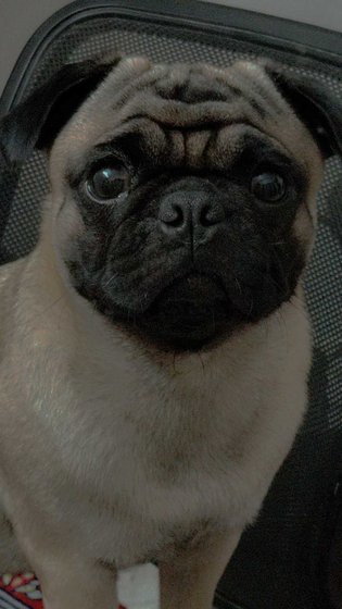 Pug Dogs For Mating In Chennai