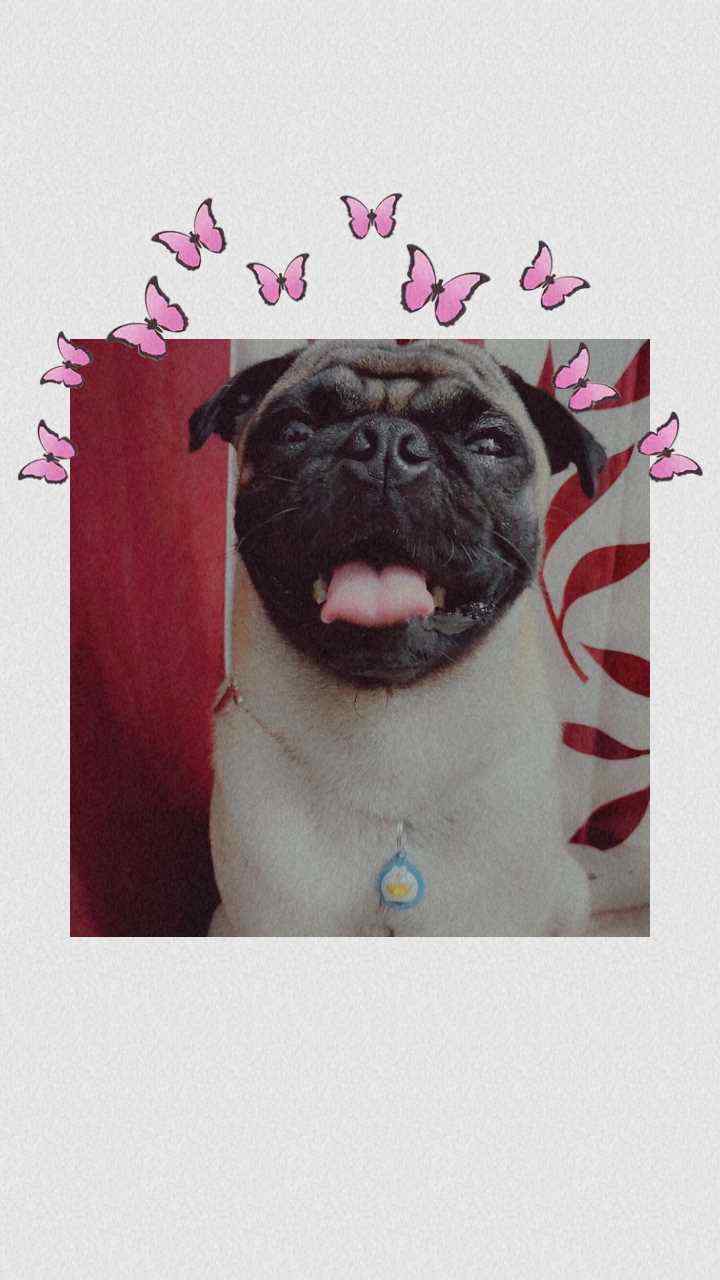 Pug Dogs For Mating In Chennai