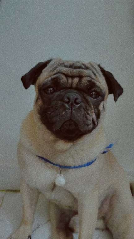 Pug Dogs For Mating In Chennai