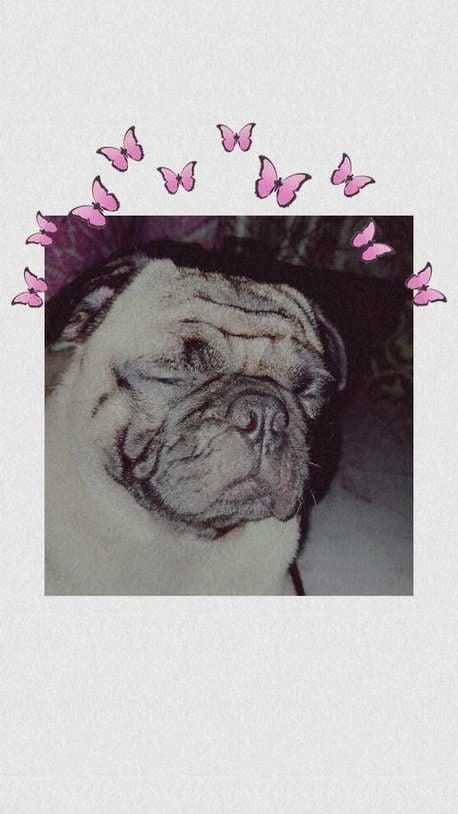Pug Dogs For Mating In Chennai