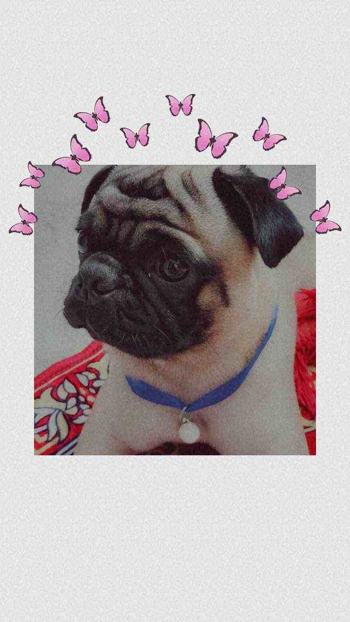 Pug Dogs For Mating In Chennai