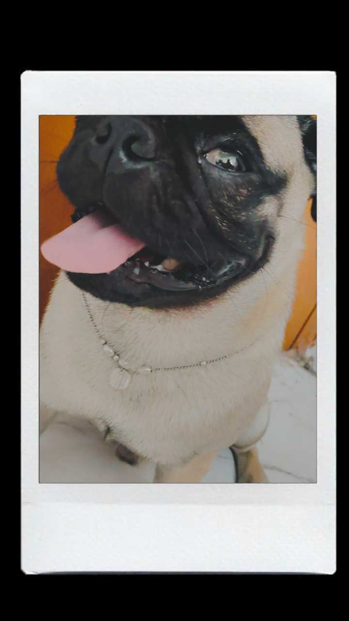 Pug Dogs For Mating In Chennai