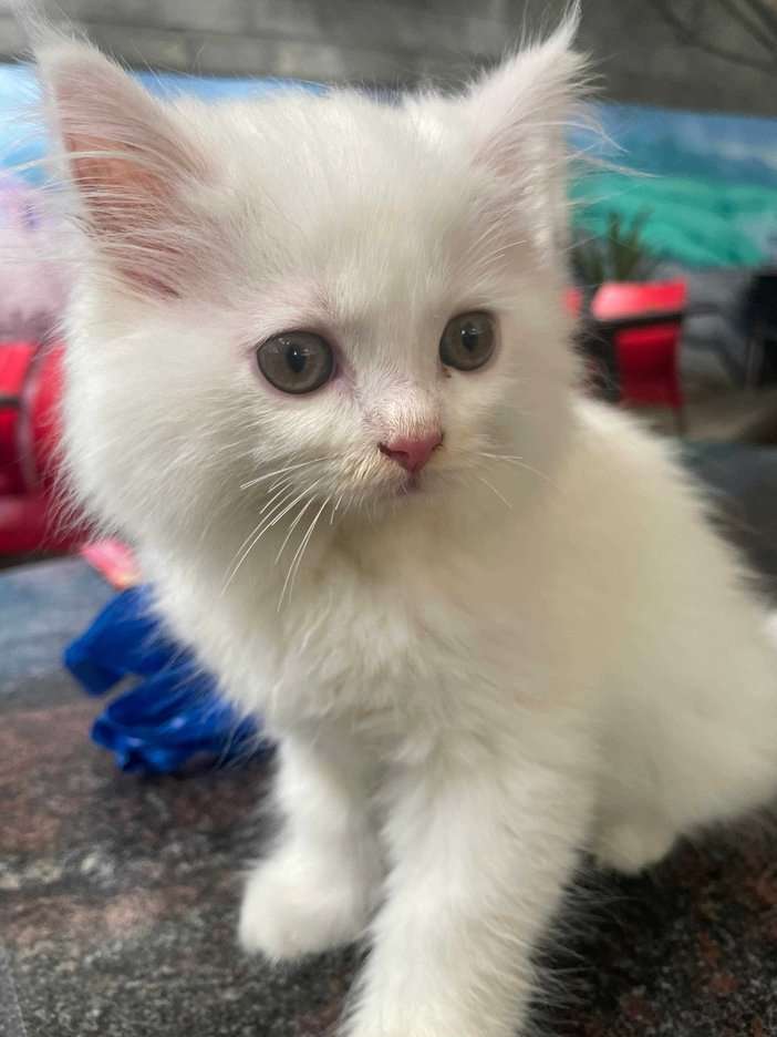 Persian For Adoption In Bangalore