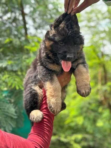 German Shepherd For Sale In Pune