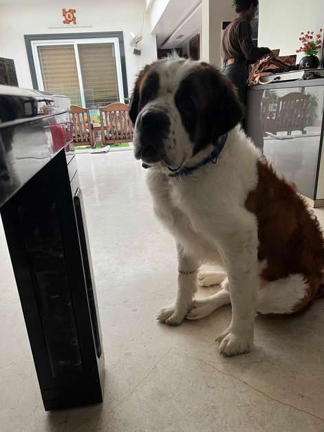 Saint Bernard For Adoption In Jhansi