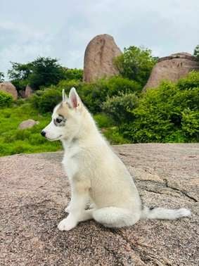Siberian Husky For Sale In Secunderabad