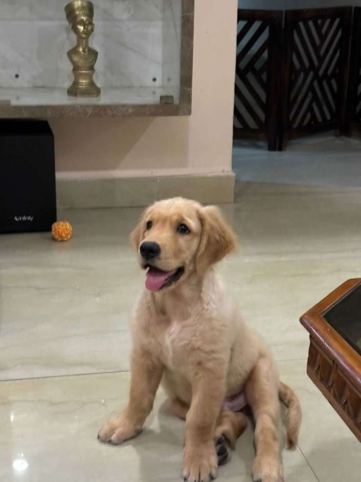 Golden Retriever For Sale In Noida