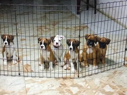 Boxer For Sale In Kanchipuram