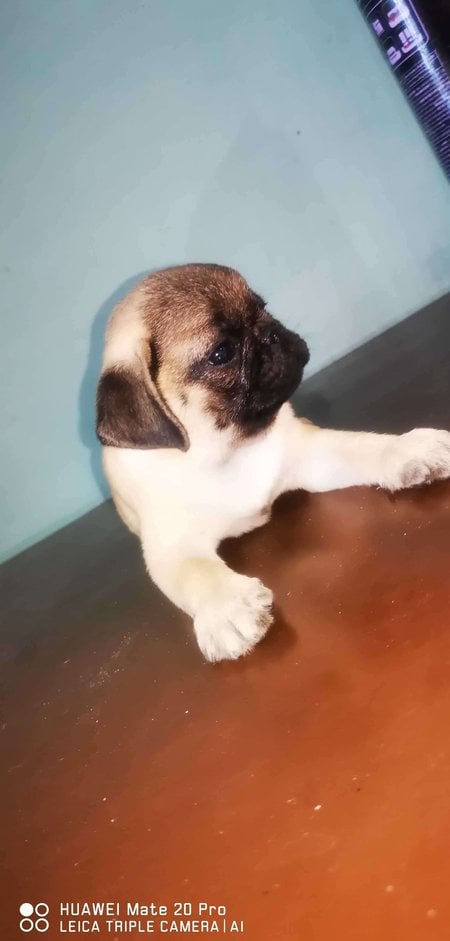 Pug For Sale In Patiala