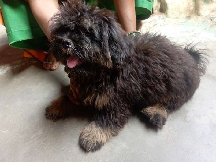 Tibetan Terrier For Sale In Damoh