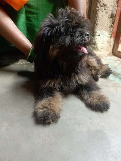 Tibetan Terrier For Sale In Damoh