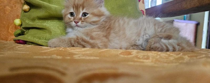 Persian For Sale In Srinagar JK