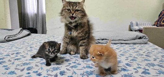 Persian For Sale In Srinagar JK