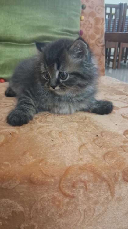 Persian For Sale In Srinagar JK