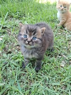 Persian For Sale In Srinagar JK