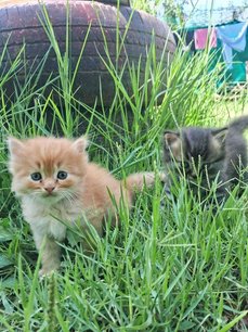 Persian For Sale In Srinagar JK