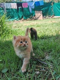 Persian For Sale In Srinagar JK