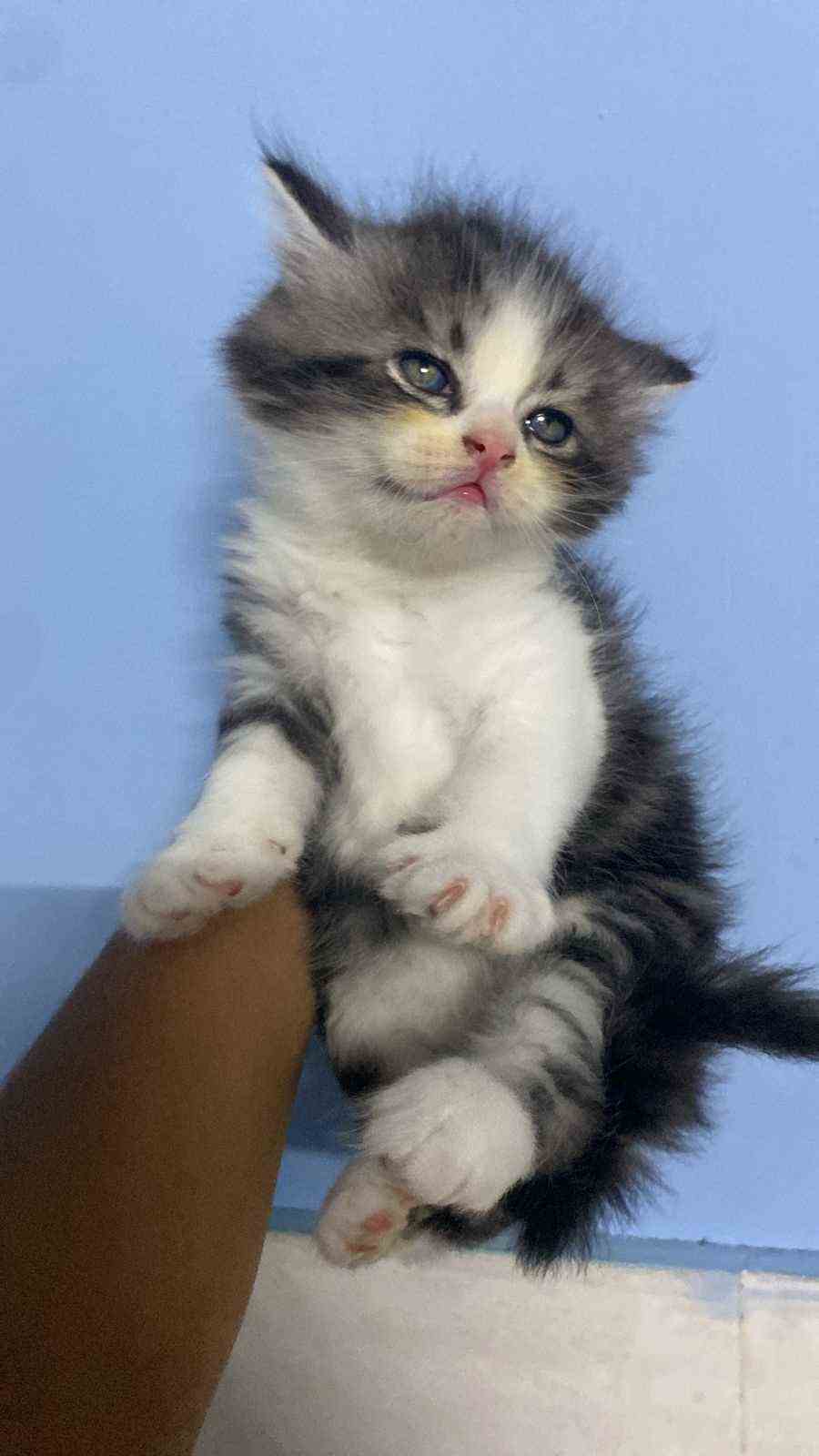 Persian For Sale In Tirupper