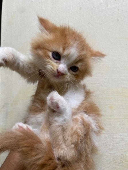 Persian For Sale In Tirupper