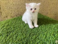 Persian For Sale In Tirupper