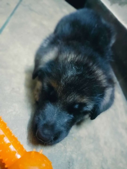 German Shepherd For Sale In Delhi
