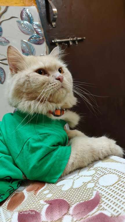 Persian Dogs For Mating In Thane