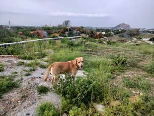 Labrador Retriever Dogs For Mating In Hyderabad