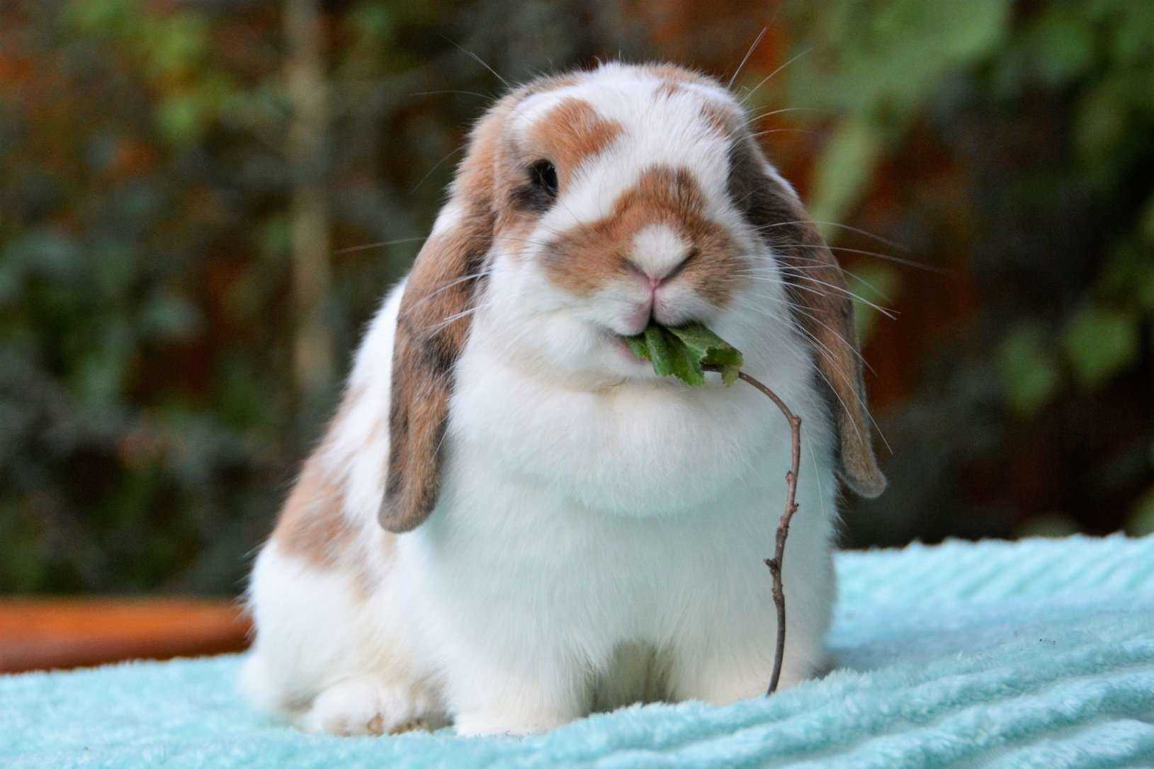 Bunnies For Sale In India