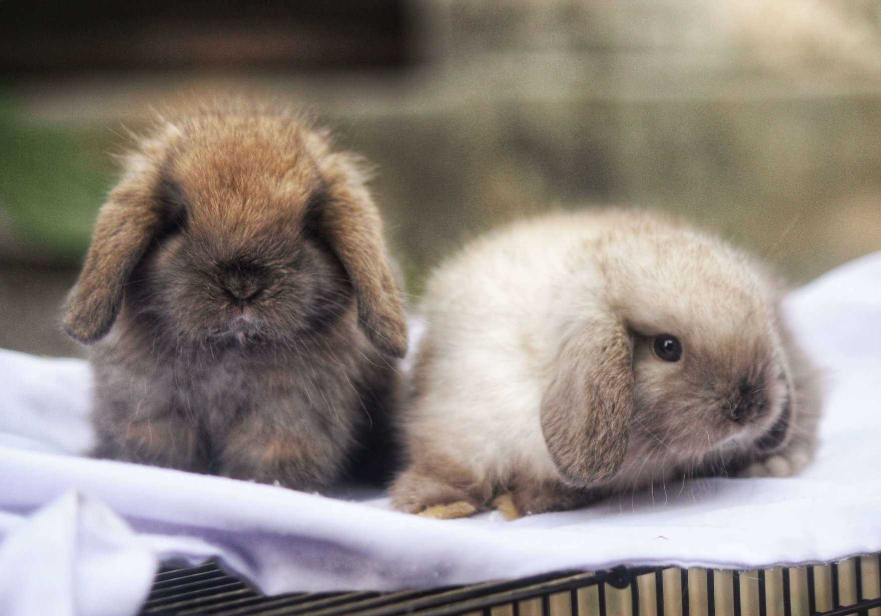Bunnies For Sale In India