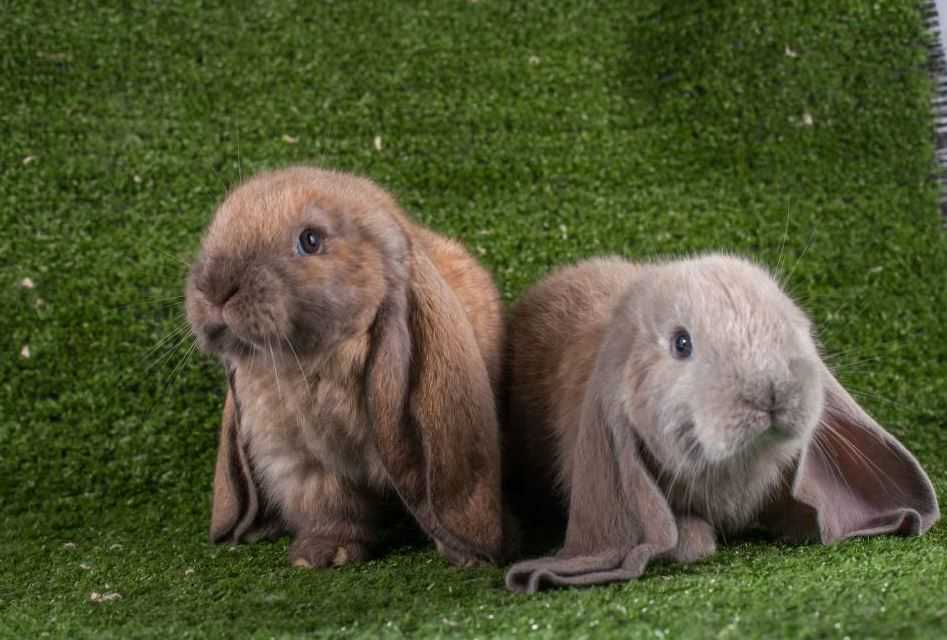 Bunnies For Sale In India